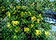 Flower Gardening